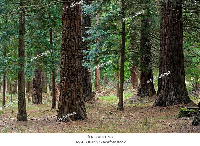 giant sequoia, giant redwood (Sequoiadendron giganteum), stems in a redwood forest in Ihringen, Germany, Baden-Wuerttemberg, Kaiserstuhl