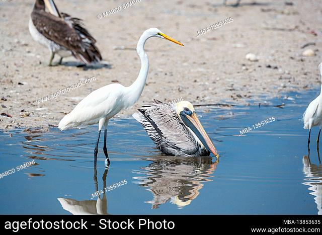 Brown pelican (Pelecanus occidentalis) and Great white egret (Ardea alba) catching fish, Sanibel Island, J.N. Ding Darling National Wildlife Refuge, Florida