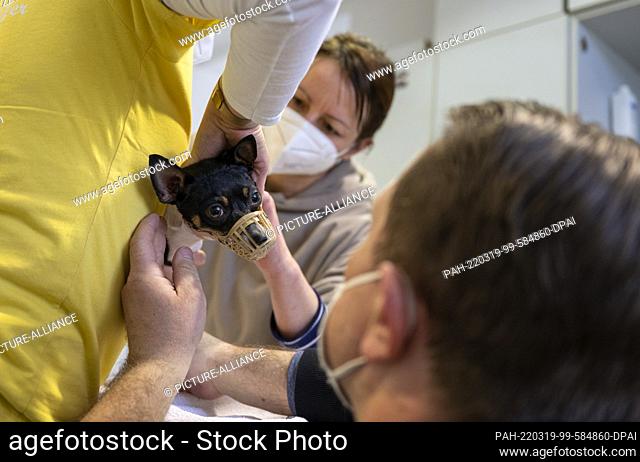 18 March 2022, Berlin: Veterinarian Karin Elisabeth Lason (M) examines Tessa, a dog that fled Ukraine with its owners, at the main terminal of the former...