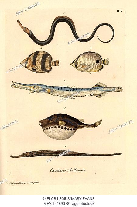 Broadnosed pipefish, Syngnathus typhle 1, Syngnatus sphidion, trumpetfish, Aulostomus maculatus 2, snake pipefish, Entelurus aequoreus Sygnatus aequorens 3
