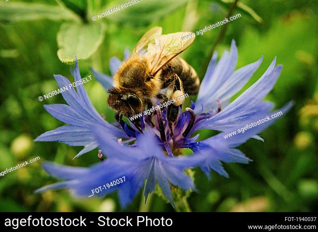 Close up bumblebee pollinating blue cornflower