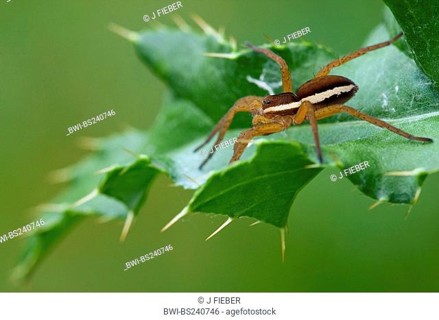 fimbriate fishing spider Dolomedes fimbriatus, sitting on a leaf, Germany, Rhineland-Palatinate