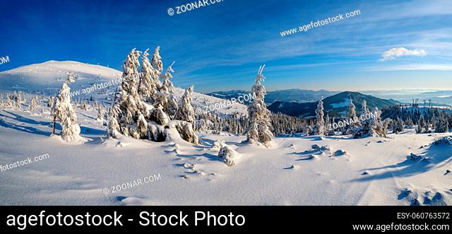 Sunrise mountain skiing freeride slopes and fir tree groves near alpine resort panorama