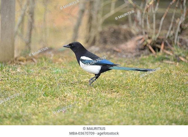 Magpie, Pica pica, meadow, running