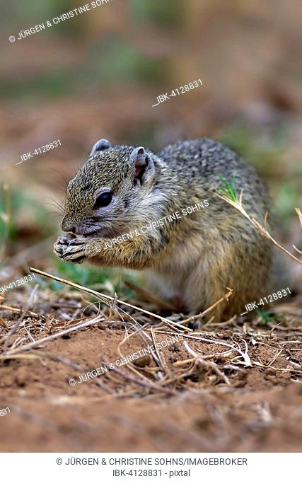 Smith's Bush Squirrel (Paraxerus cepapi), adult, feeding, Kruger National Park, South Africa