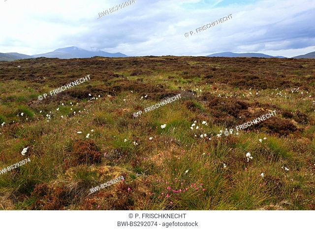 vegetation with Erica and cotton-grass in the Schottische Highlands, United Kingdom, Scotland, Sutherland