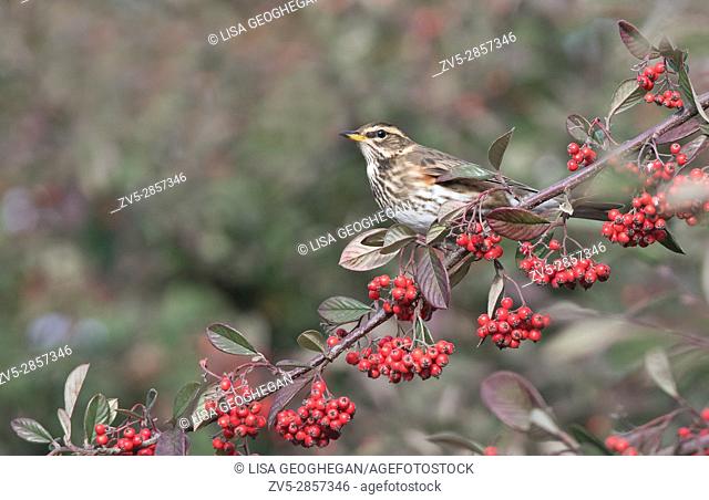 Redwing-Turdus iliacus feeds on Cotoneaster Berries. Winter