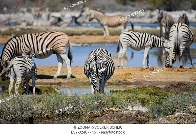 Zebras in the savannah of Etosha National Park