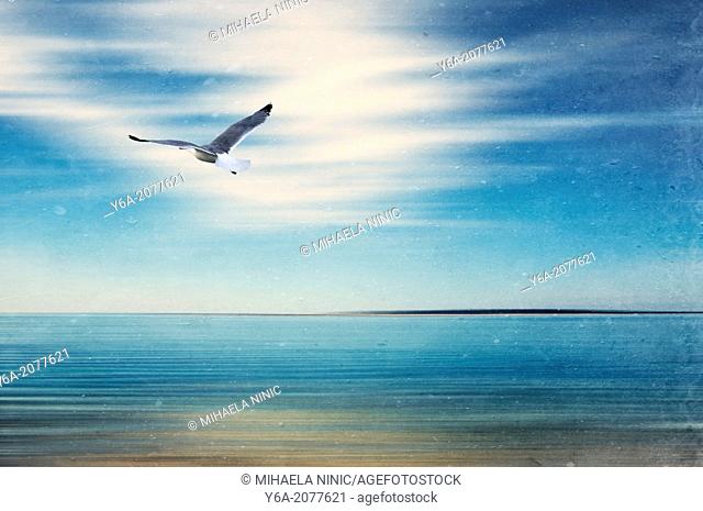Seagull flying over ocean