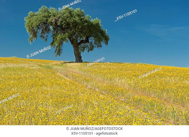 Lone Holm Oak (Quercus ilex) in a field of yellow flowers, La Serena, Badajoz province, Extremadura, Spain
