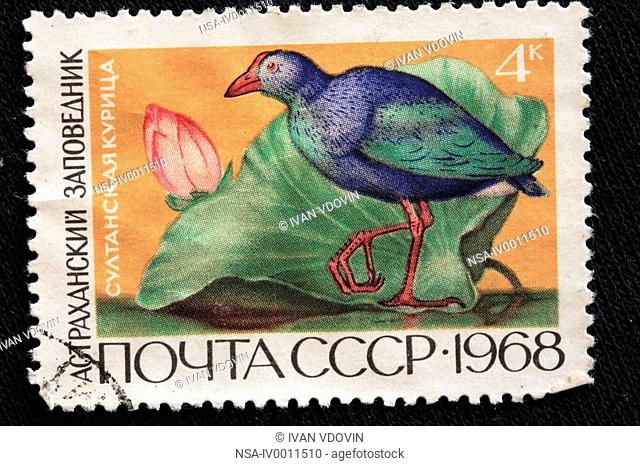 Purple Swamphen Porphyrio porphyrio, postage stamp, USSR, 1968