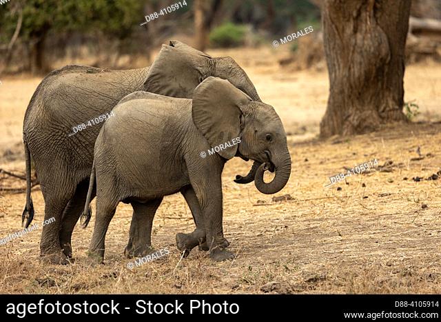 Africa, Zambia, Lower Zambezi natioinal Park, African Savannah Elephant or Savannah Elephant (Loxodonta africana),