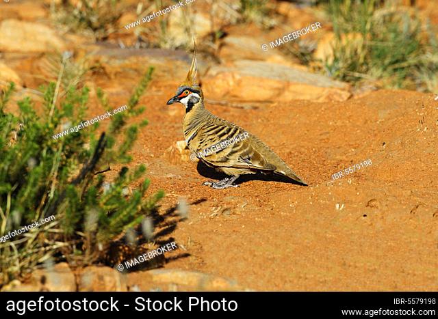 Spinifex Pigeon (Geophaps plumifera) adult male, standing on ground, Pound Walk, Ormiston Gorge, West MacDonnell N. P. West MacDonnell Range, Red Centre