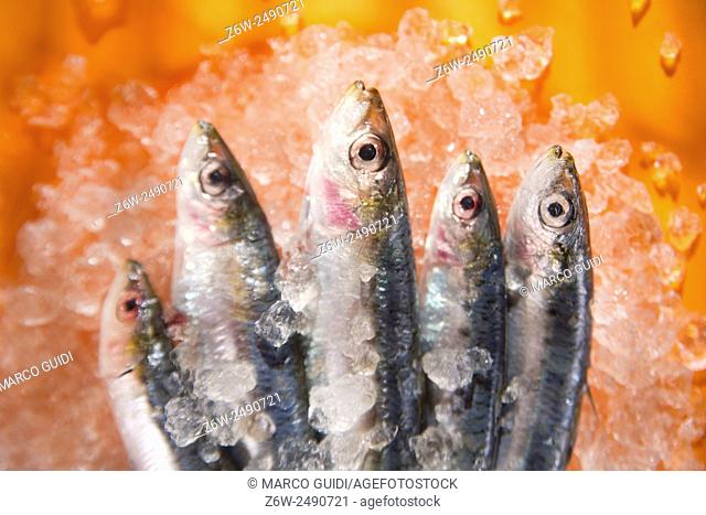 Presentation of fresh anchovies on a bed of ice