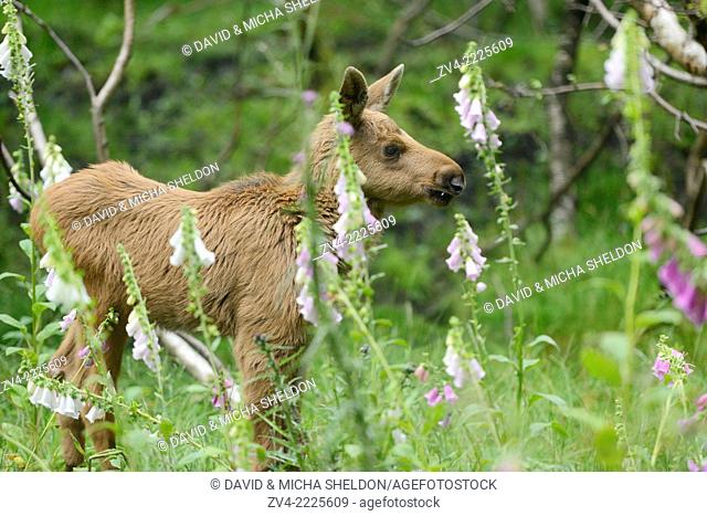 Eurasian elk (Alces alces) youngster in a forest in early summer