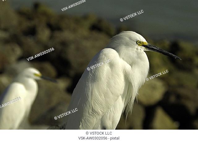 Pair of white egrets on rocky coast