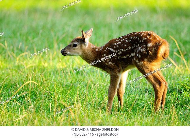 Young Sika Deer Cervus nippon standing in meadow