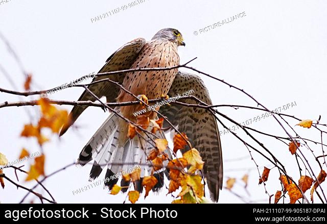 07 November 2021, Berlin: 07.11.2021, Berlin. A kestrel (Falco tinnunculus) sits on a branch with a few brown and yellow leaves still hanging on it on an autumn...
