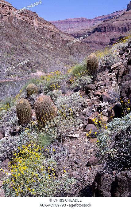 Brittlebush, Encelia farinosa and California barrel cactus, Ferocactus cylindraceusColorado River, Grand Canyon, Arizona, United States