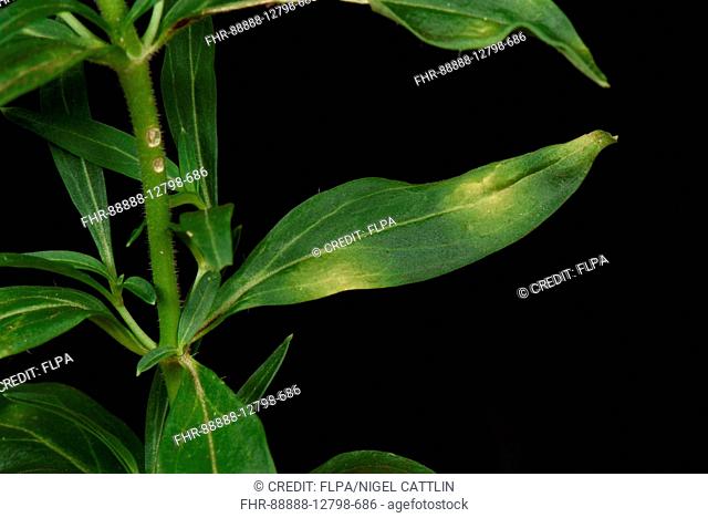 Antirrhinum or snapdragon rust, Puccinia antirrhini, yellow spotting and general weakness in Antirrhinum or snapdragon plant, Berkshire, England, August
