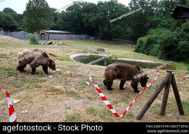 19 June 2023, Mecklenburg-Western Pomerania, Stuer: The two brown bears Dasha (l-r) and Lelya from Ukraine explore their new home in the Müritz Bear Forest