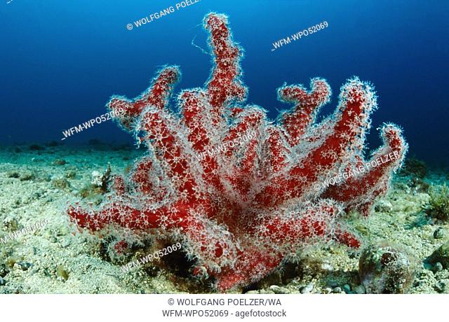 Red Soft Coral, Alcyonium acaule, Krk Island, Adriatic Sea, Croatia