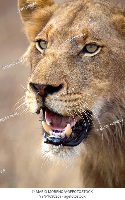 A young male lion portrait  panthera Leo  taken near Satara in Kruger National Park, South Africa