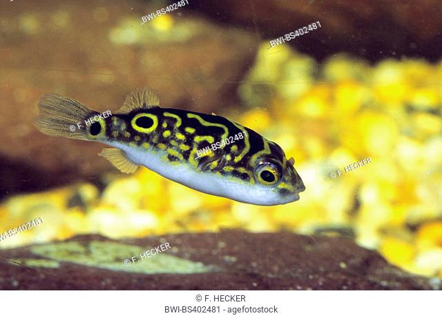 Puffer fish, Figure-eight puffer, Striped puffer (Tetraodon steindachneri, Tetraodon biocellatus, Tetraodon palembangensis), swimming