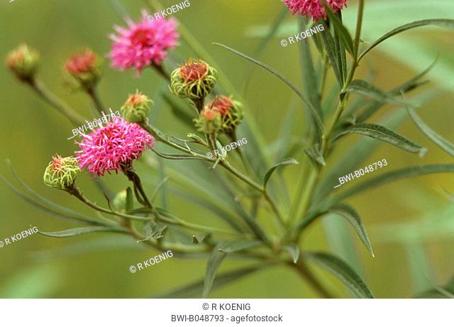 Giant Ironweed, Tall Ironweed Vernonia arkansana, blooming