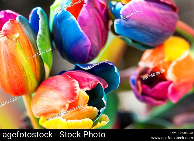 Floraler Hintergrund, Nahaufnahme von Tulpenblueten mit geringer Tiefenschaerfe