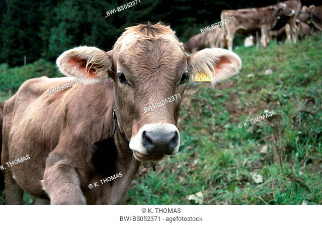 cow, Austria, Vorarlberg, Alpin, Innerlaterns