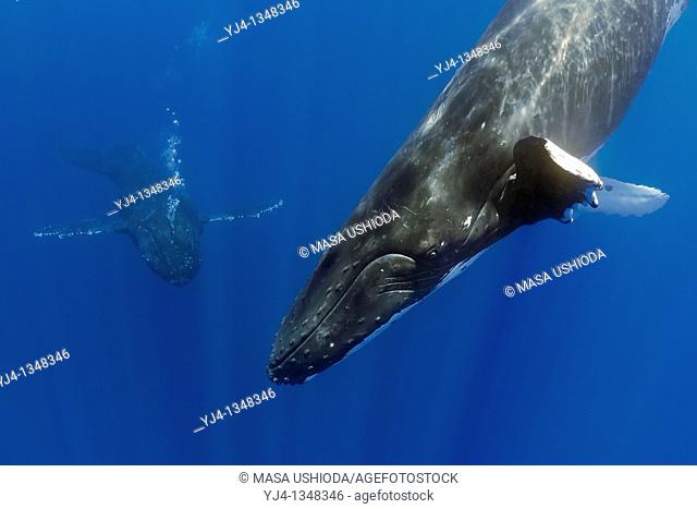 humpback whales, Megaptera novaeangliae, displaying courtship behavior - male approaches female while blowing bubbles aggressively, Hawaii, USA, Pacific Ocean