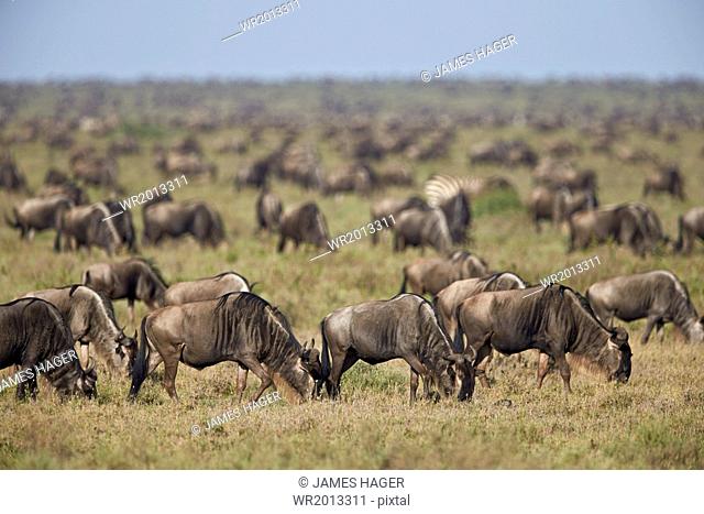 Blue wildebeest (brindled gnu) (Connochaetes taurinus) herd, Ngorongoro Conservation Area, UNESCO World Heritage Site, Serengeti, Tanzania, East Africa, Africa