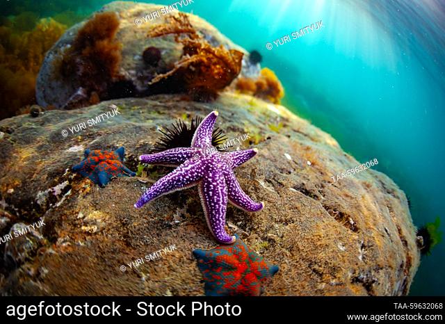 RUSSIA, PRIMORYE REGION - JUNE 3, 2023: A Japanese common starfish (Astrias amurensis) lives in Dunay Bay, Sea of Japan. Yuri Smityuk/TASS