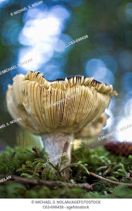 A macro look at mushrooms in the forest on George Island in the Gulf of Alaska, Southeast Alaska, USA  Pacific Ocean