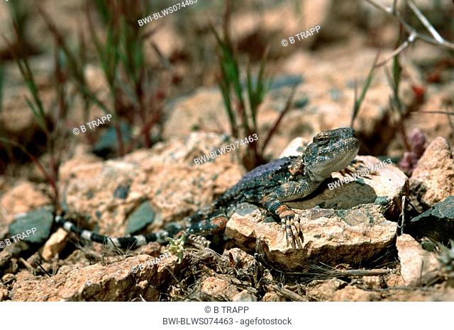 Gray toadhead lizard, Gray Toadhead agama Phrynocephalus scutellatus, Agama scutellata, resting, Iran, Isfahan, Zagros Gebirge