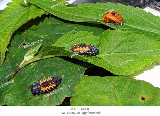 multicoloured Asian beetle (Harmonia axyridis), developmental stages from larva to pupa, Germany, North Rhine-Westphalia, Bergisches Land