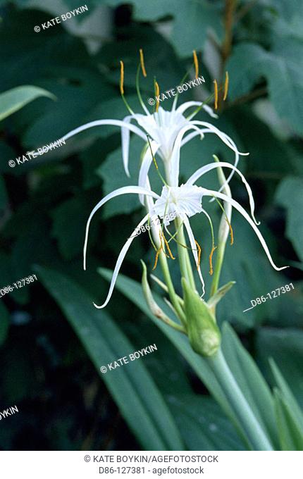 Spider Lily (Hymenocallis imperialis)
