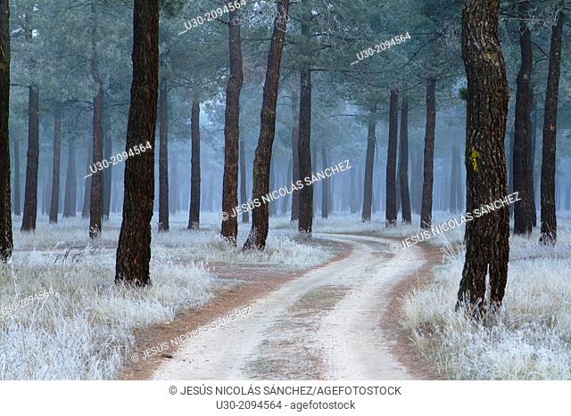 Frost in a pinewood in winter. Nieva village, in Segovia province. Spain