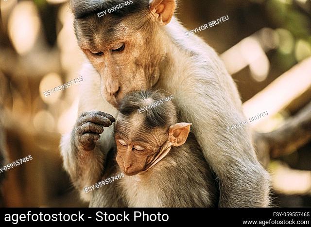 Goa, India. Bonnet Macaque - Macaca Radiata Or Zati Is Looking For Fleas On Its Cub. Close Up. Monkey