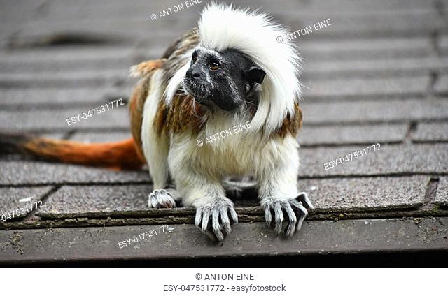 Close up profile portrait of one small cotton-top tamarin (Saguinus oedipus) monkey sitting on the roof and looking away, low angle front view