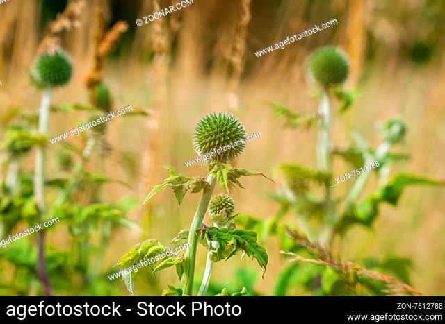 Thistle flowers growing on a green meadow