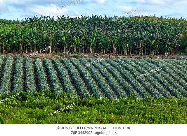 Pineapples and bananas growing on a farm on the island of Grande-Terre, Guadeloupe