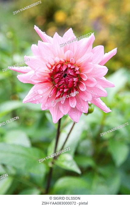 Dew-covered pink dahlia