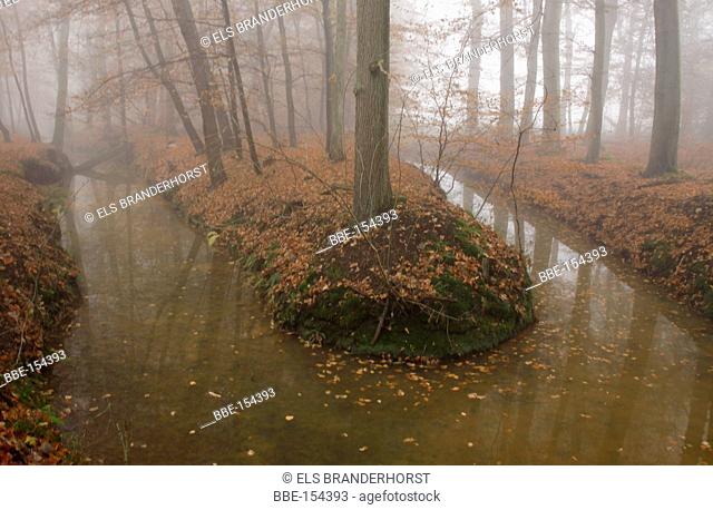 Brook in a forest reserve with fog