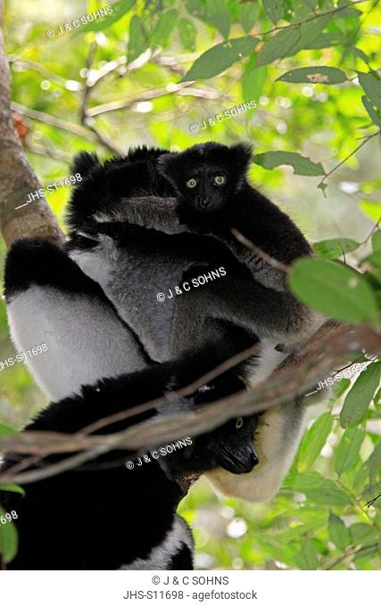 Indri, Indri indri, Perinet Game Reserve, Andasibe, Madagascar, Africa, female with young in tree
