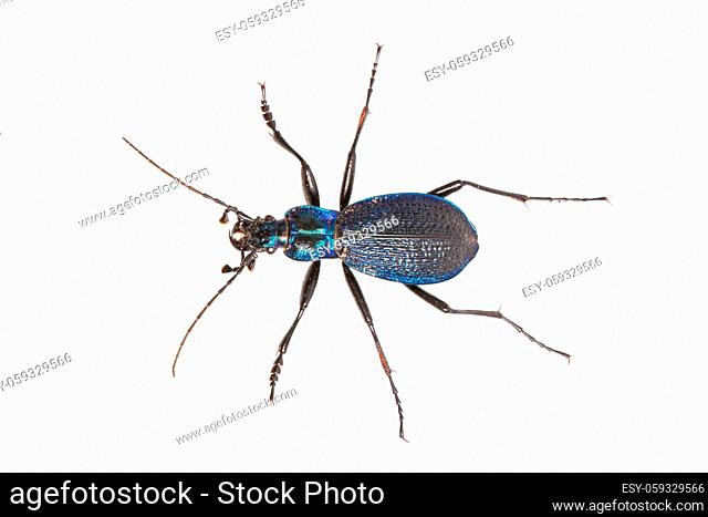 Ground beetle (Carabus intricatus) isolated on a white background