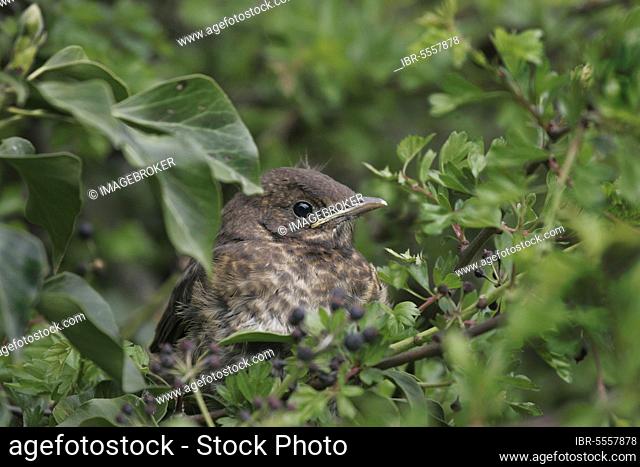 Blackbird, Blackbird, blackbirds (Turdus merula), Blackbirds, Songbirds, Animals, Birds, European Blackbird baby, sitting in mixed hedge of ivy and hawthorn