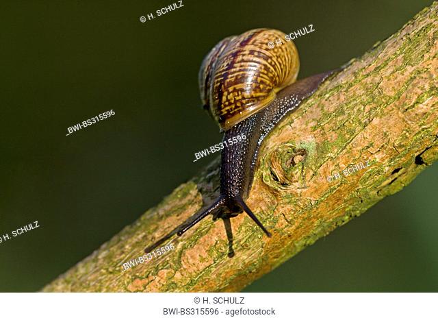brown garden snail, brown gardensnail, common garden snail, European brown snail (Helix aspersa, Cornu aspersum, Cryptomphalus aspersus)