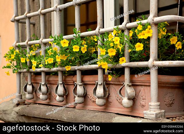 Yellow Petunia blooms on trellised window of old mansion. Cheerful yellow flowers and green foliage growing in ceramic pots decorates the exterior of antique...